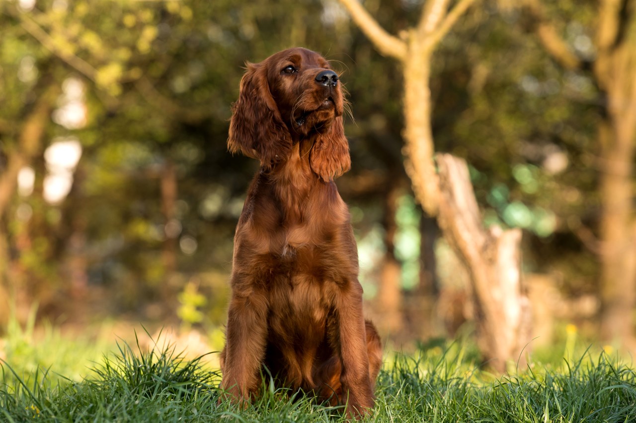 Irish Setter Dog standing on beautiful grass in the woods