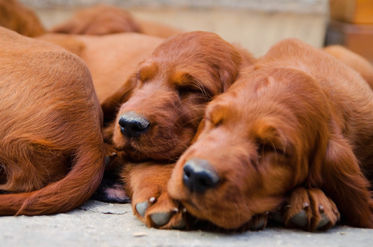 Litter of Irish Setter Puppy sleeping together