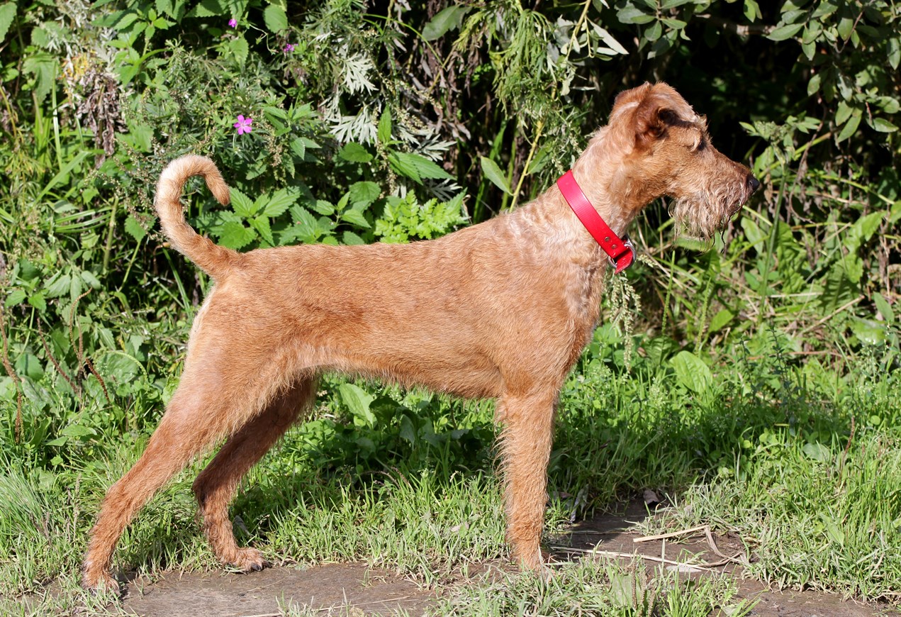 Side view of Irish Terrier Dog standing on sunny day outdoor