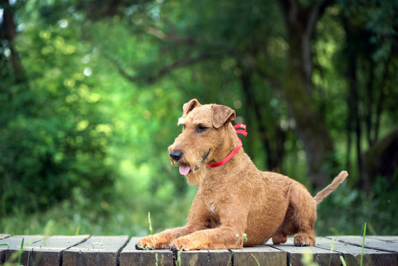 Irish Terrier Dog sitting on wooden walk path wearing red collar