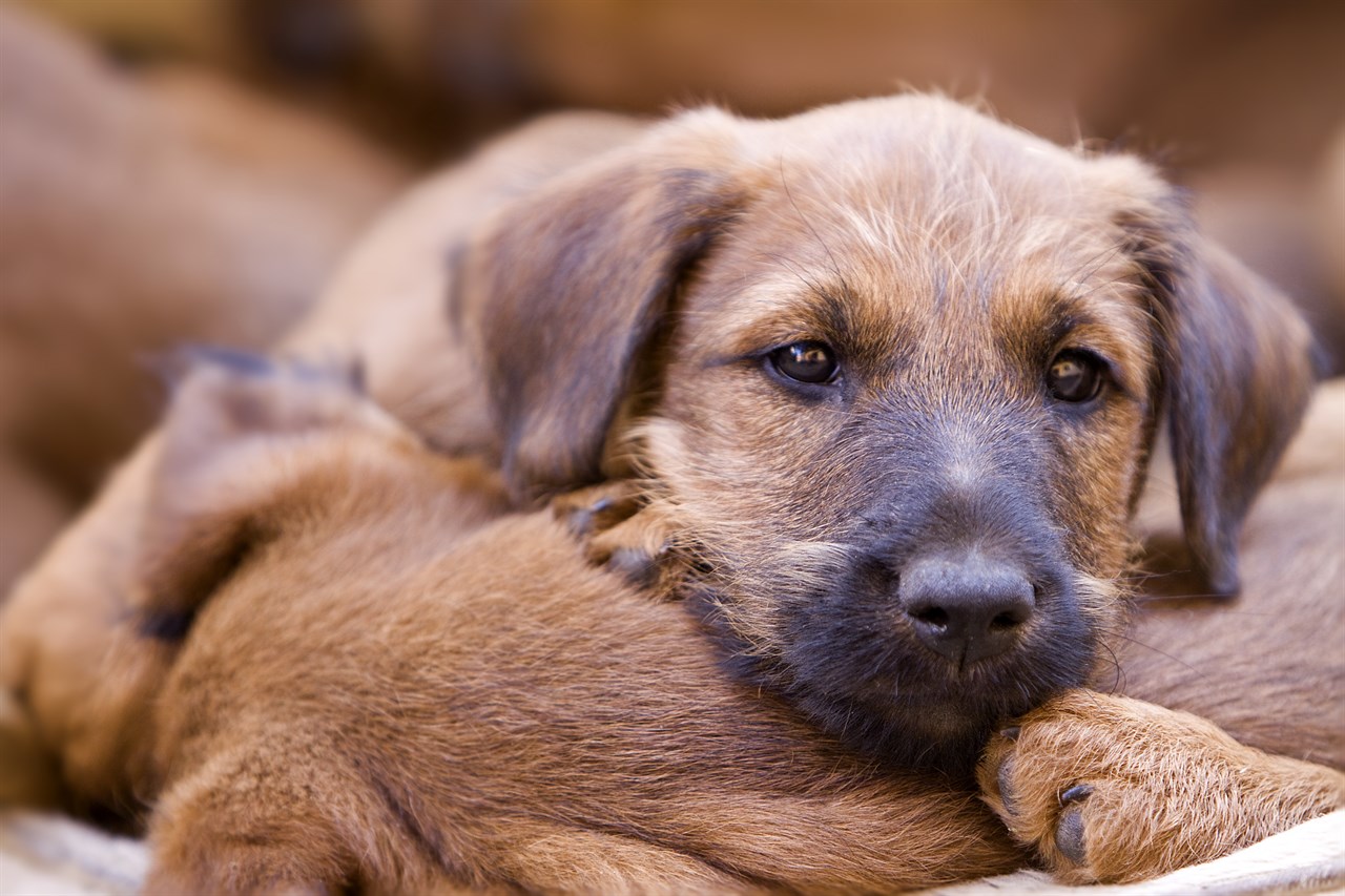 Close up view of Irish Terrier Puppy