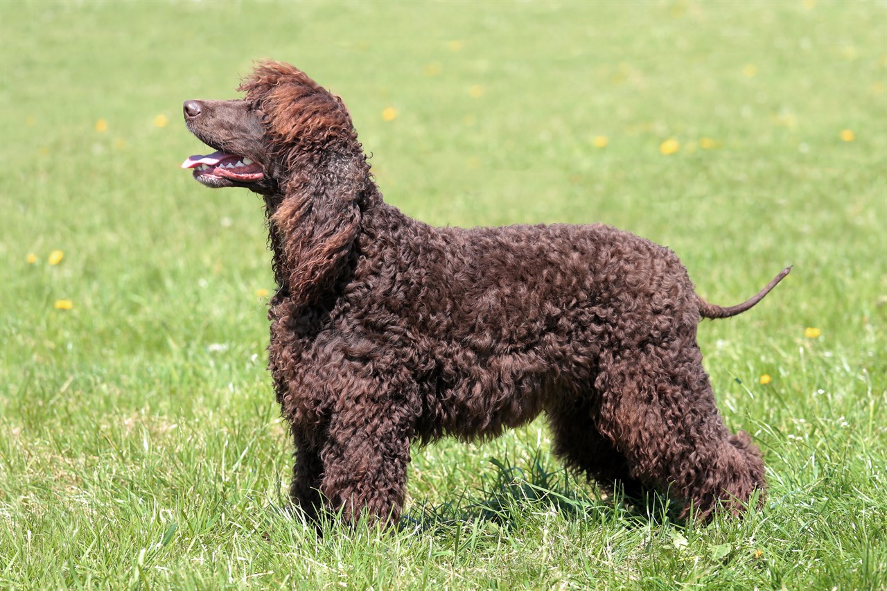 Side view of Irish Water Spaniel Dog looking up smiling on green grass