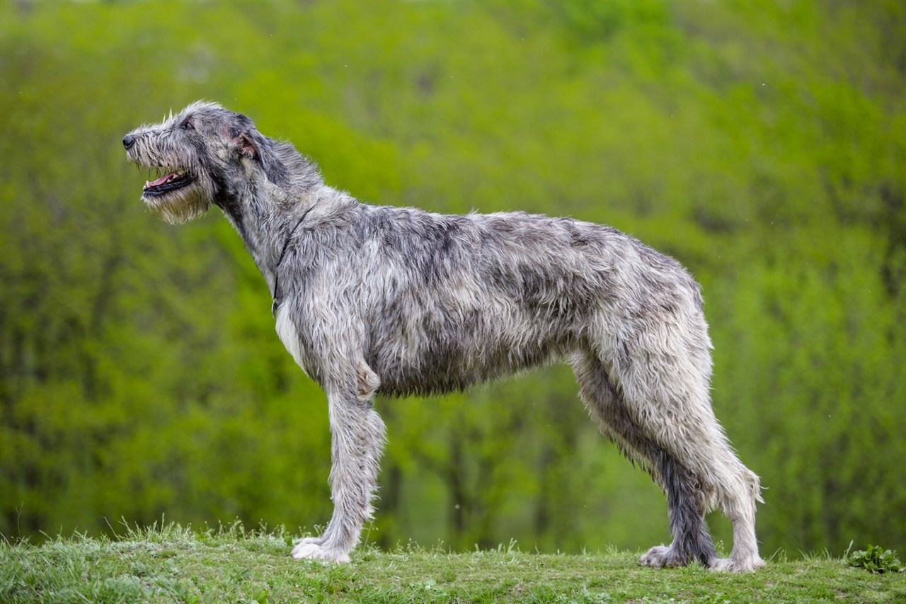 Side view of Irish Wolfhound Dog standing on short beautiful green grass