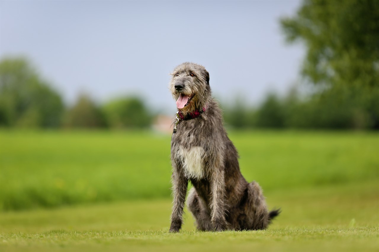 Happy Irish Wolfhound Dog smiling enjoying outdoor with beautiful sky