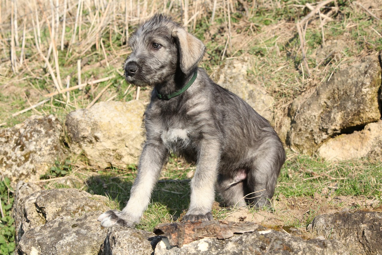 Cute Irish Wolfhound Puppy standing on patchy grass with big rock