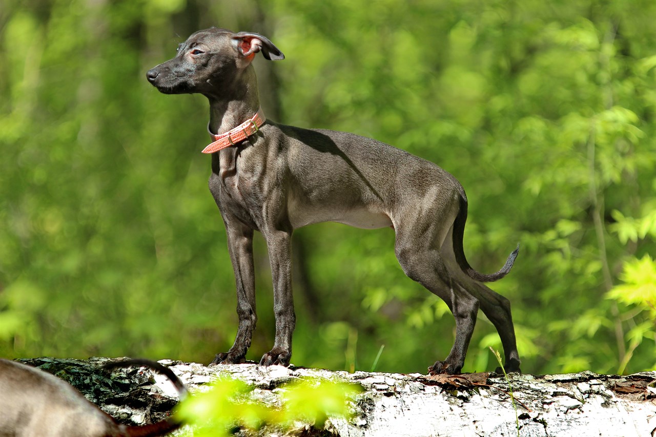 Italian Greyhound Dog standing on top tree log wearing red collar