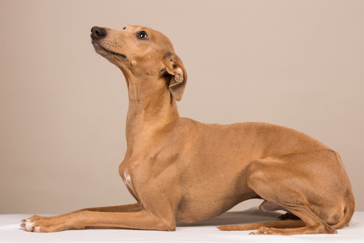 LIght brown Italian Greyhound Dog sitting indoor on his belly looking up