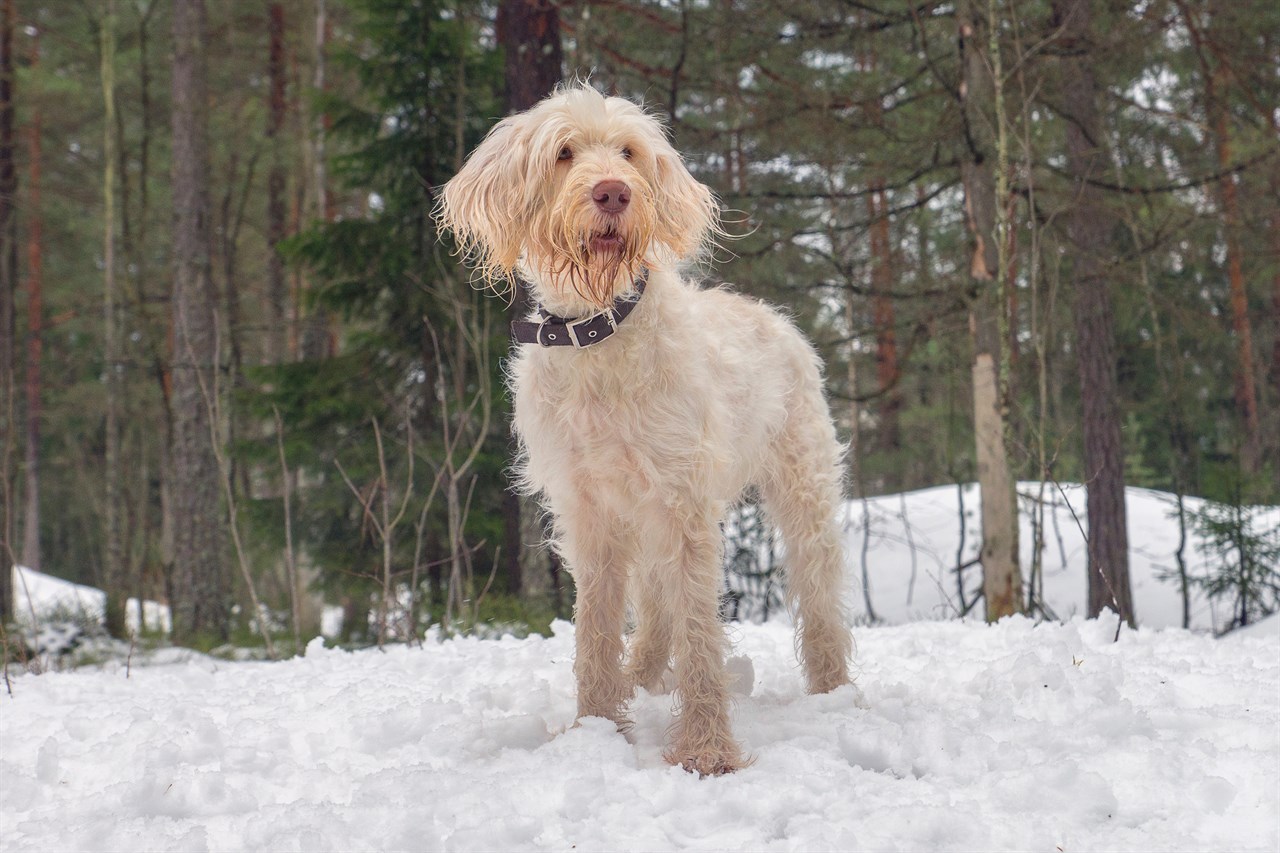 Italian Spinone Dog standing in the woods during winter