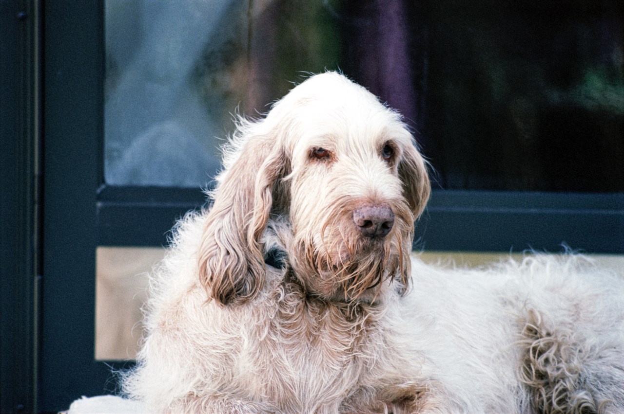 Fierce looking Italian Spinone Dog sitting near a house window