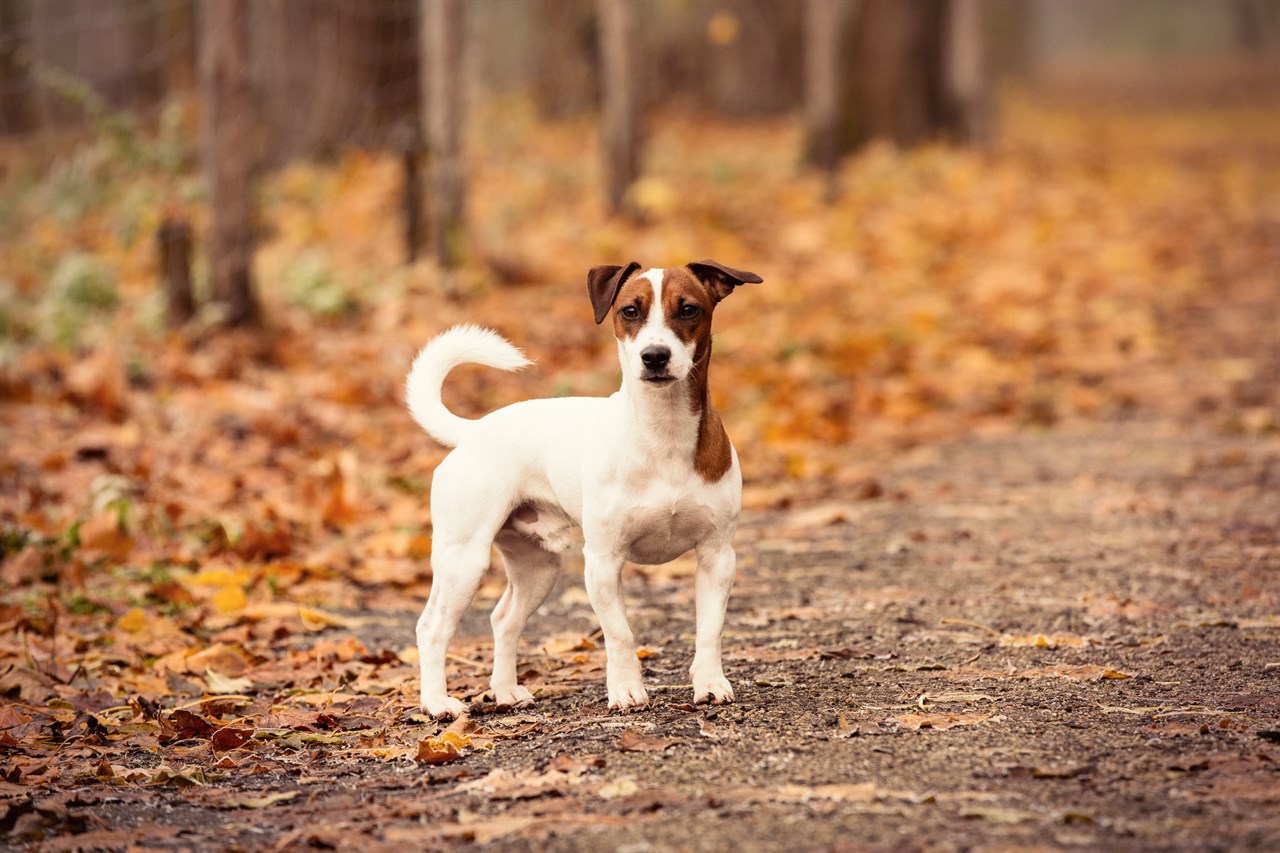 Jack Russell Terrier Dog standing in the woods during autumn