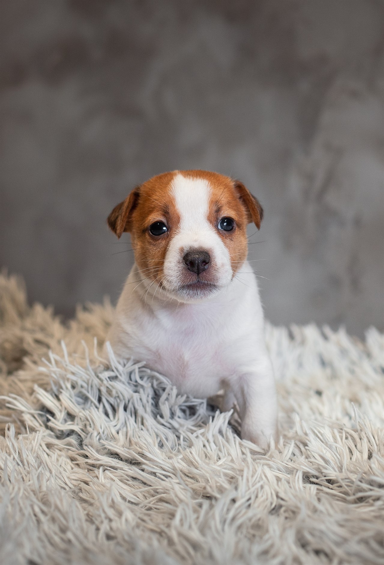 Tiny Jack Russell Terrier Puppy sitting on light grey carpet with grey background