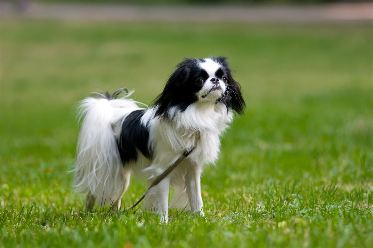 Japanese Chin Dog standing on green grass field wearing black leash