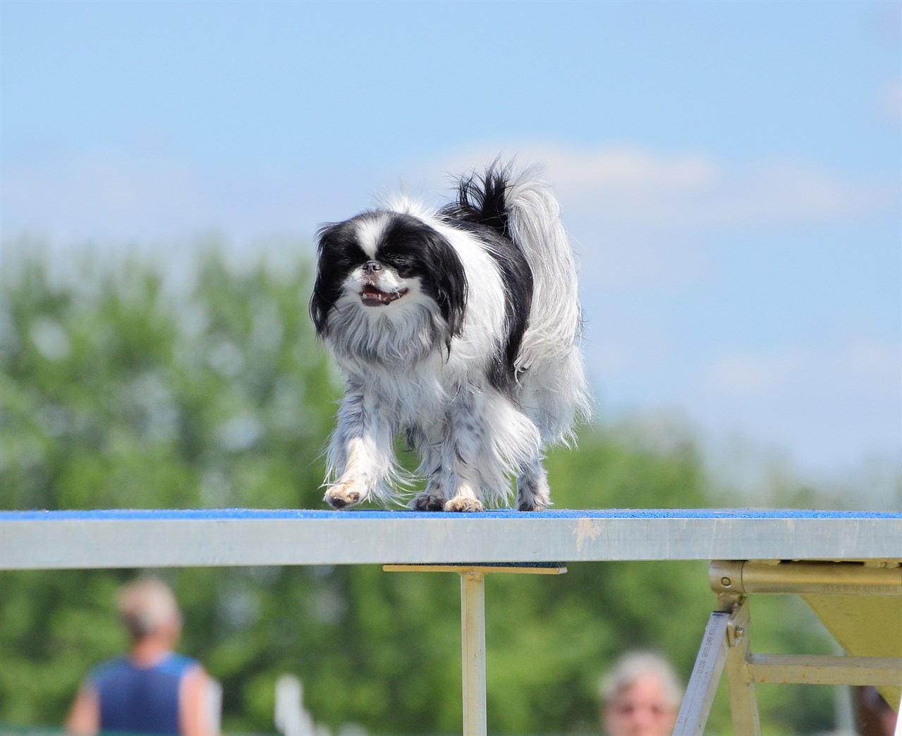 Japanese Chin Dog standing on obstacle agility dog training bridge