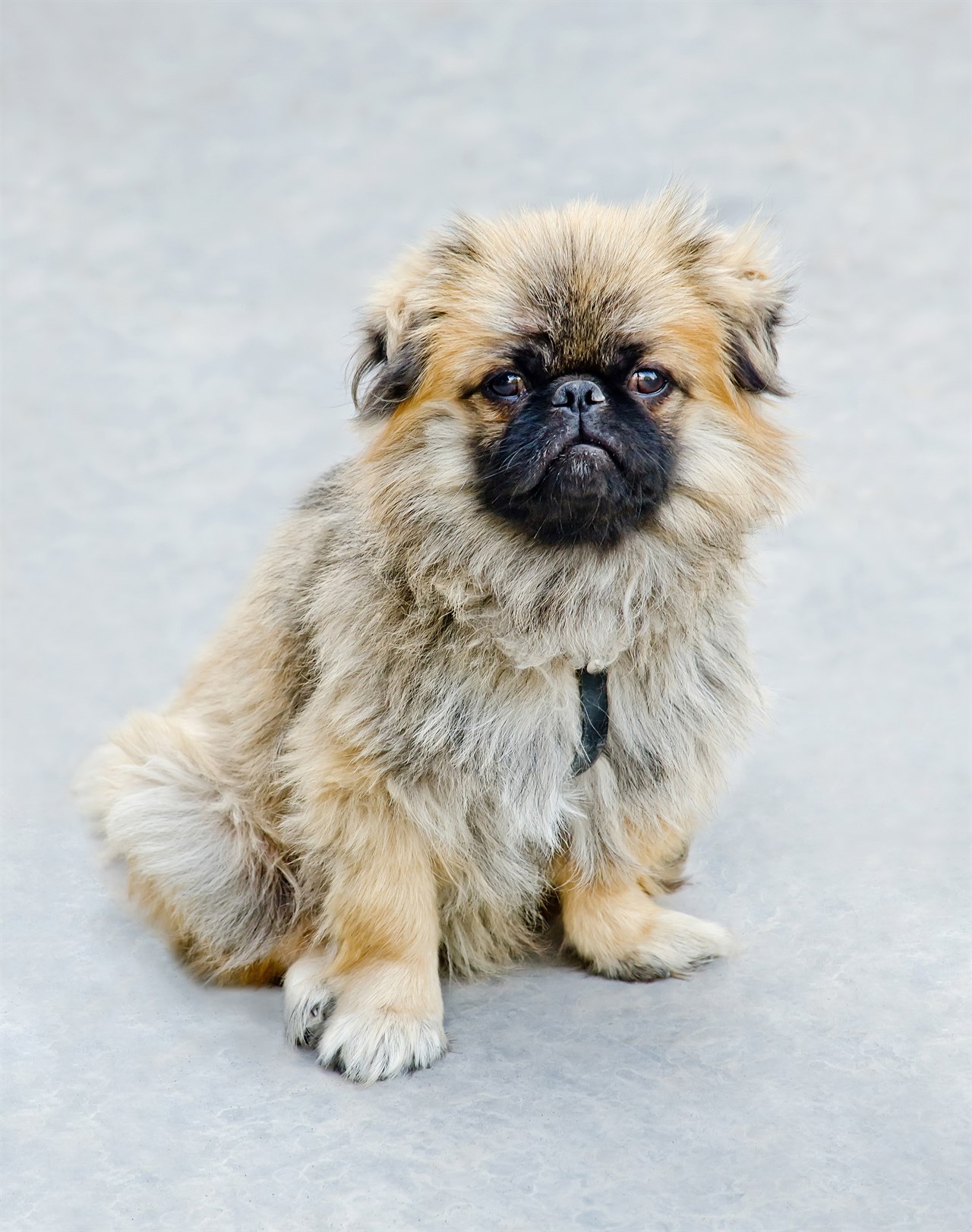 Cute Japanese Chin Puppy looking up towards camera