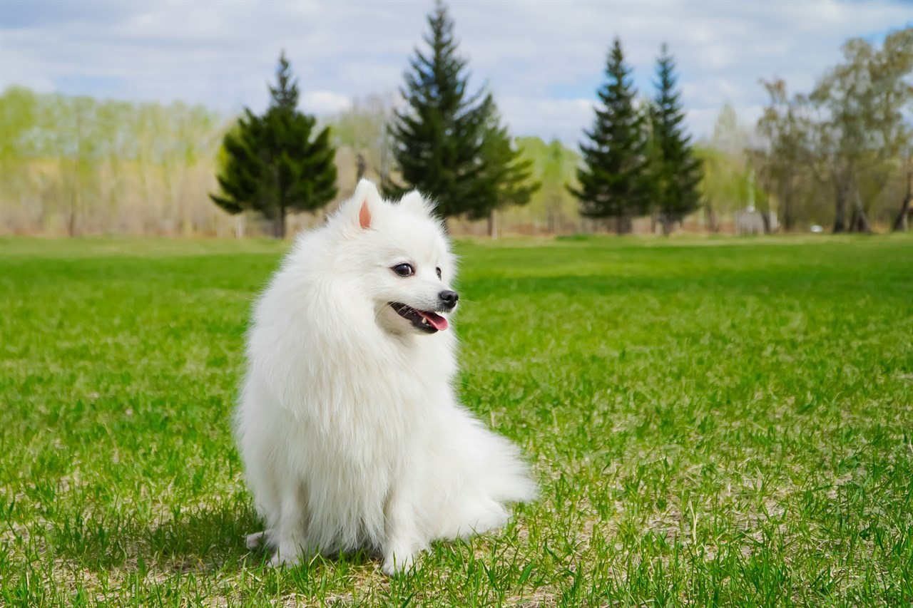 White Japanese Spitz Dog enjoying sunny day on beautiful grass field