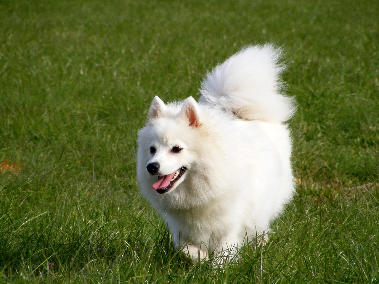 Japanese Spitz Dog happily running outdoor on a grass field