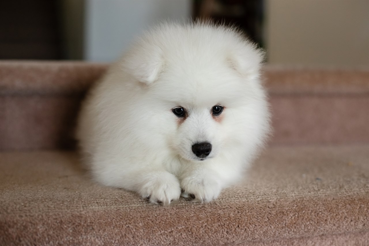 Japanese Spitz Puppy sitting on brown carpet stairs