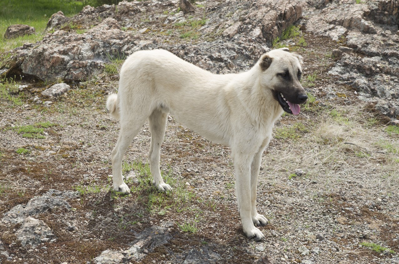 Kangal Dog standing on patchy grass with big rock