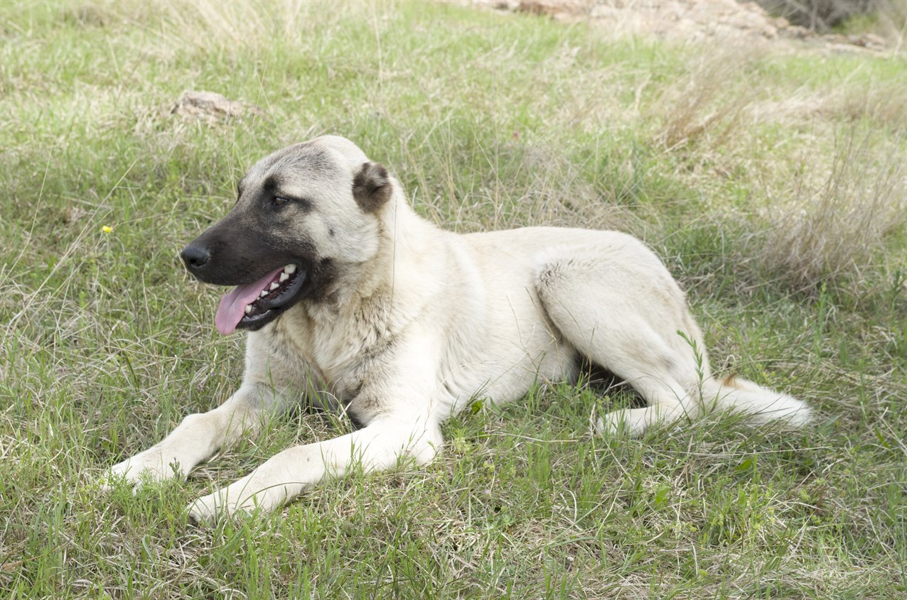 Kangal Dog sitting on half dried tall grass outdoor