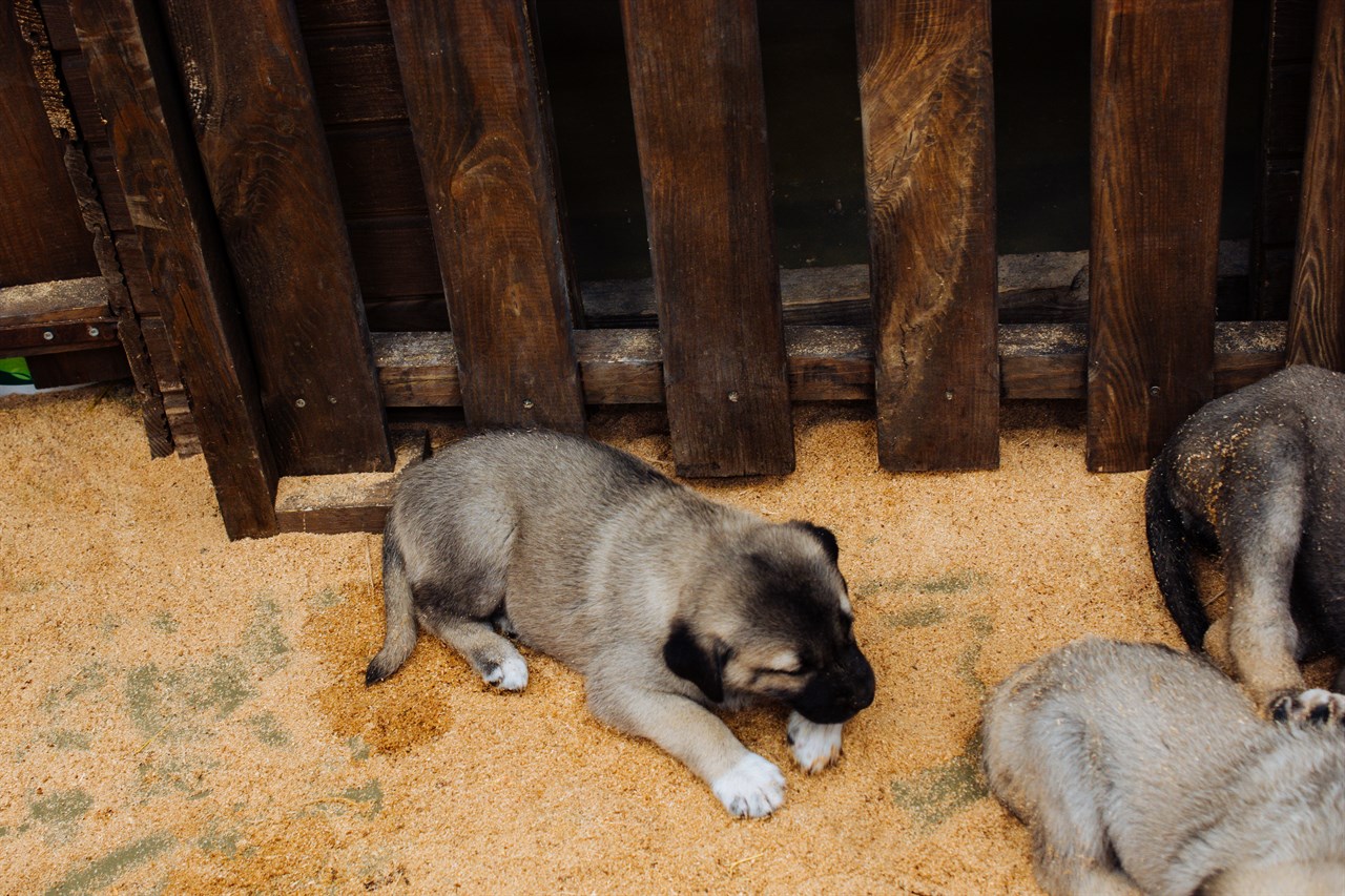 Kangal Dog Puppy playing in dog playpen