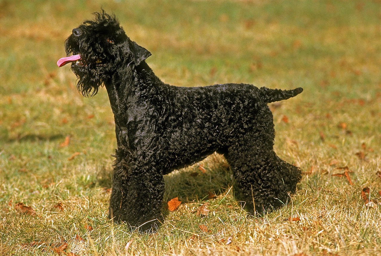 Side view of Kerry Blue Terrier Dog looking upwards smiling on sunny day