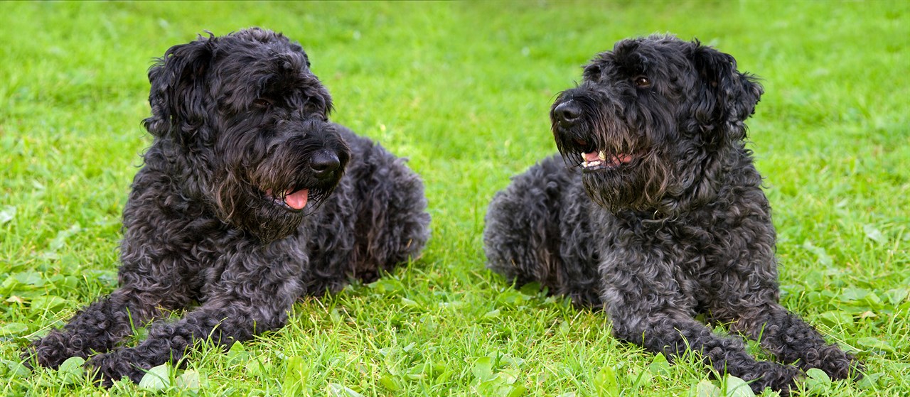 Two Kerry Blue Terrier Dog sitting on their belly side  by side