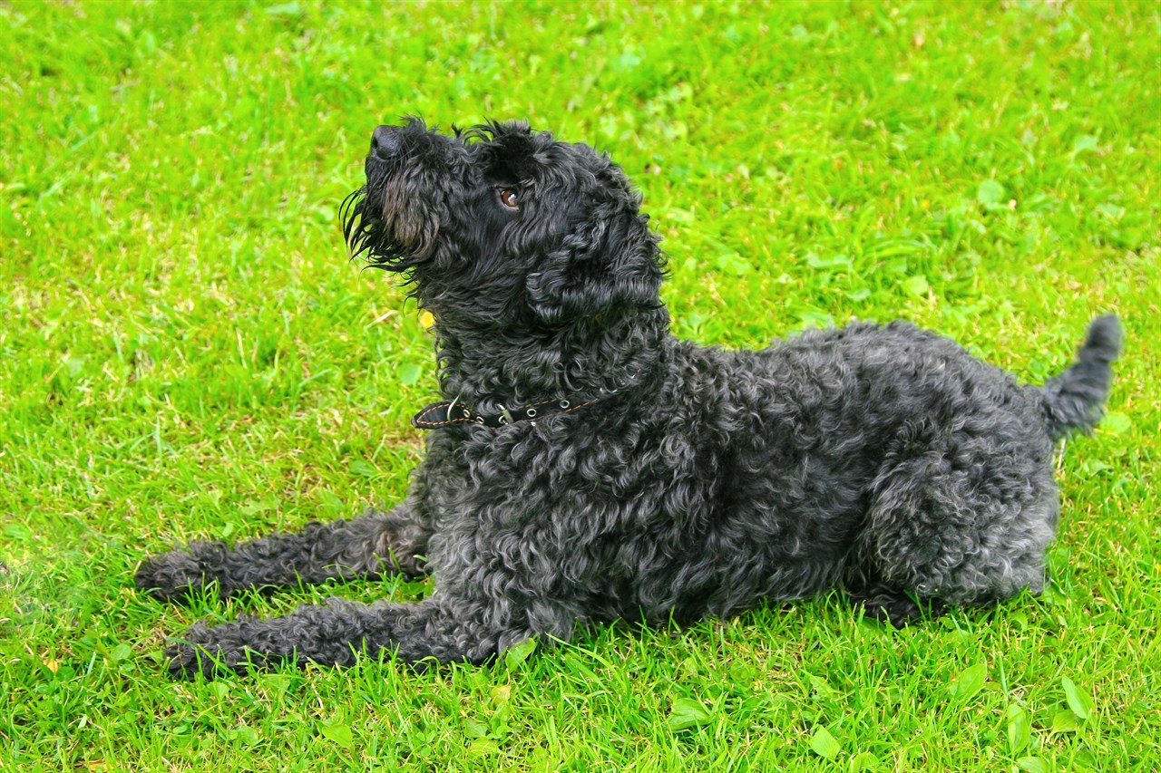 Kerry Blue Terrier Puppy sitting on his belly on beautiful green grass