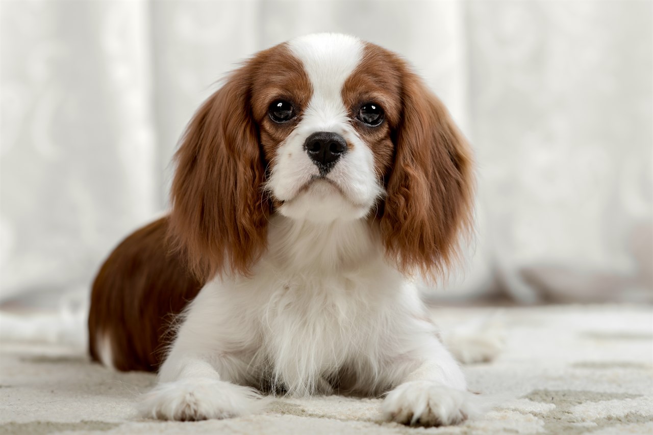 King Charles Spaniel Dog sitting on a carpet indoor looking at camera