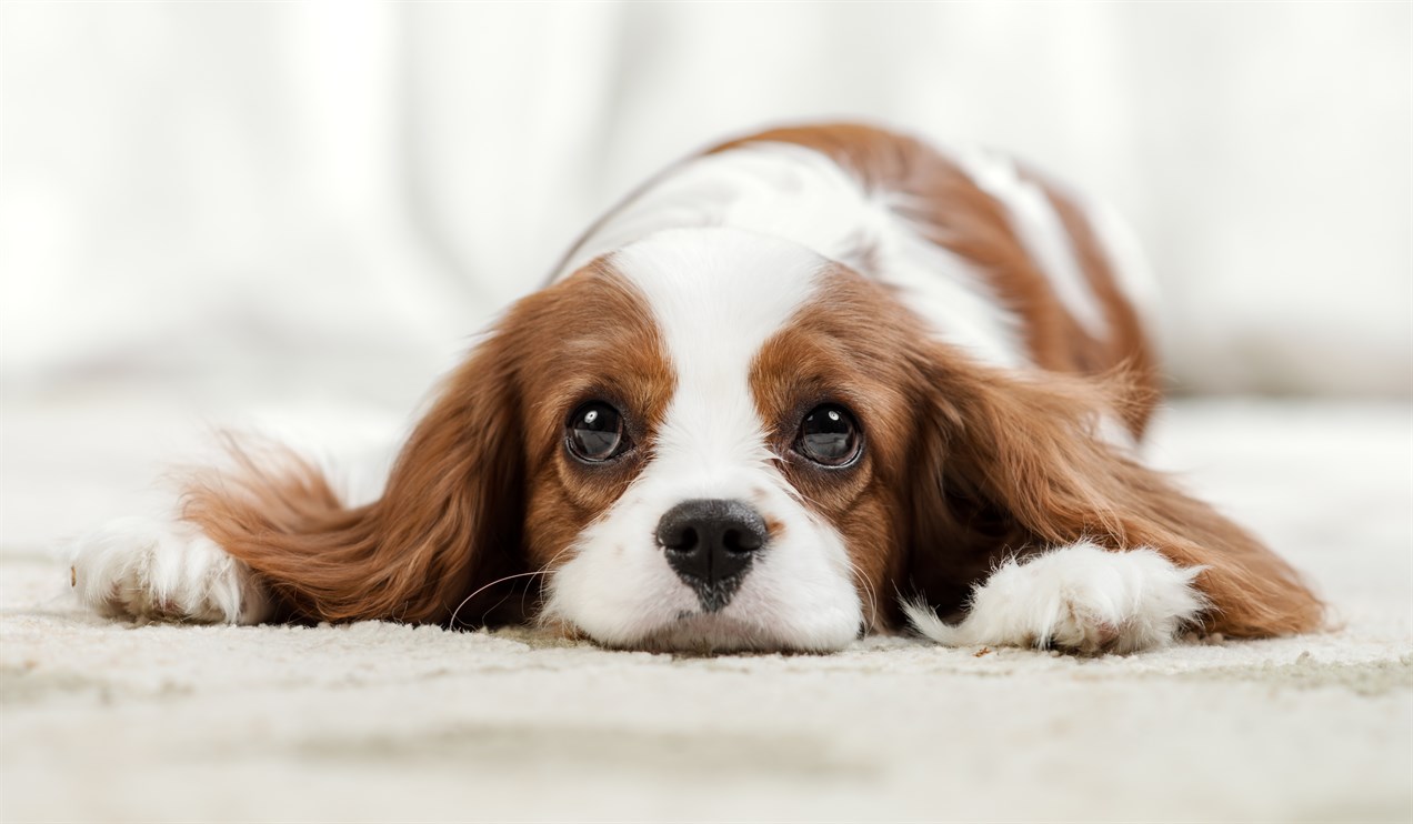 King Charles Spaniel Dog with chin placed on a carpet indoor looking at camera