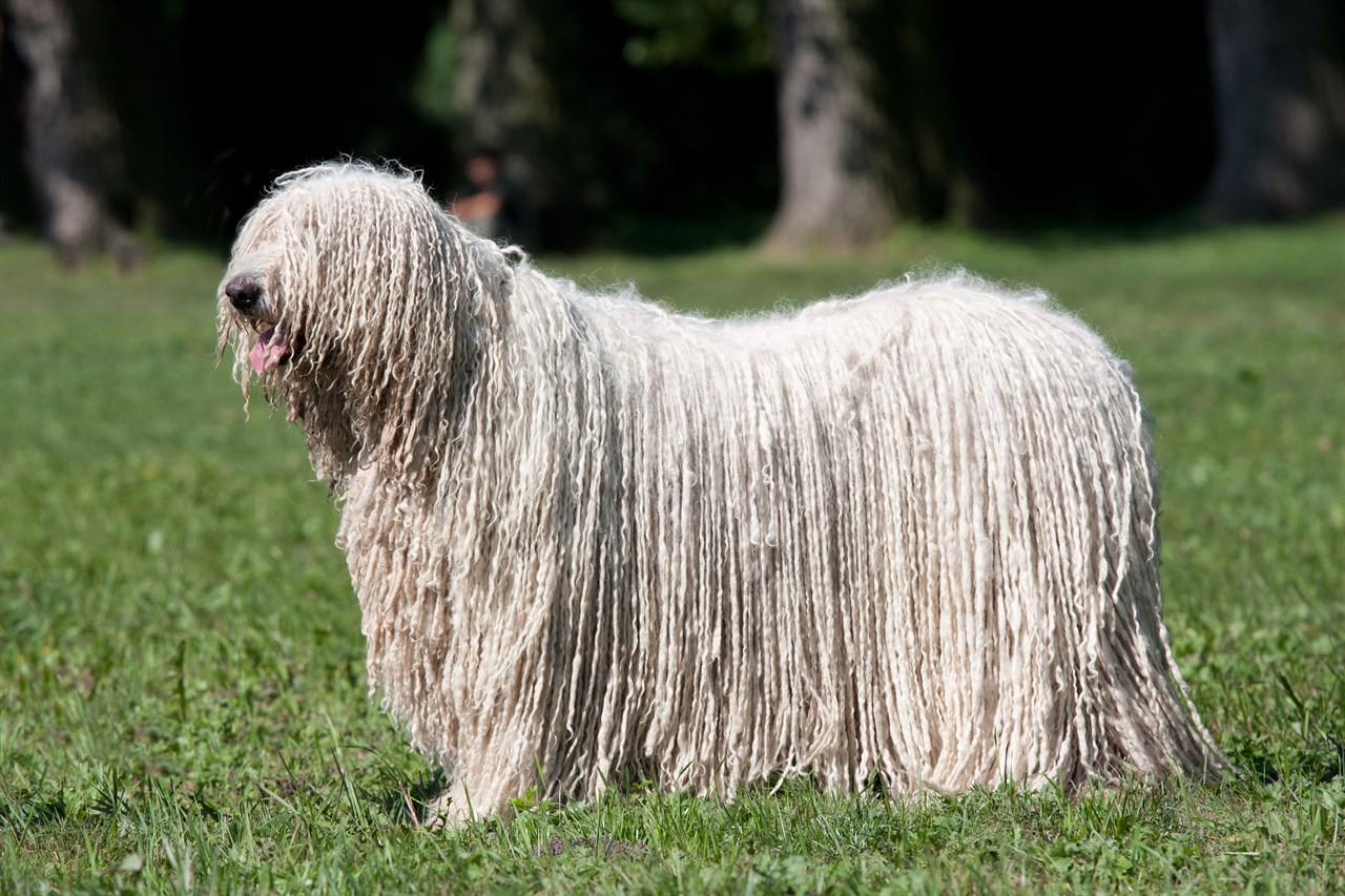 Side view of Komondor Dog standing outside on sunny day