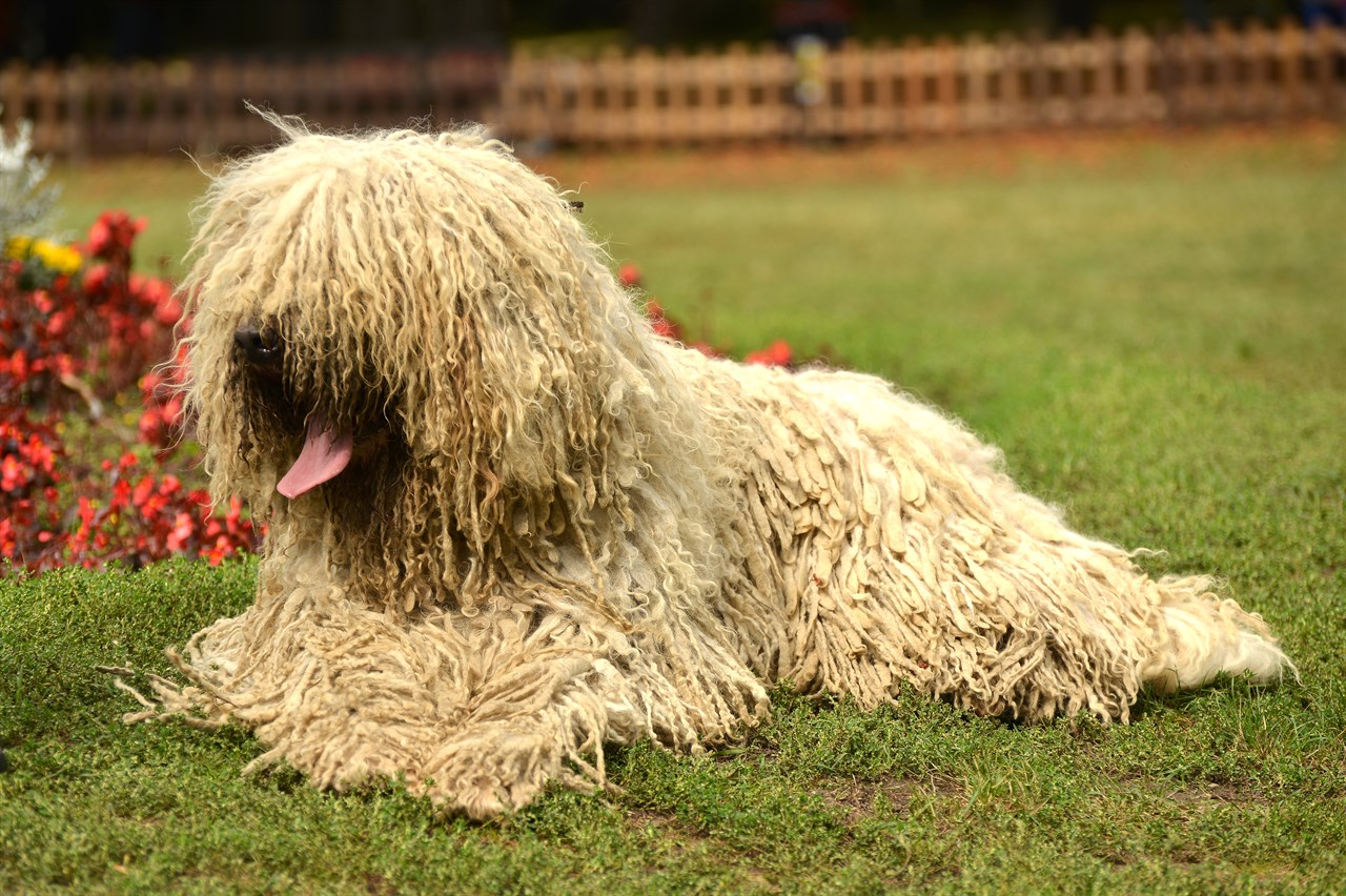 Komondor Dog siting on green grass next to red flower