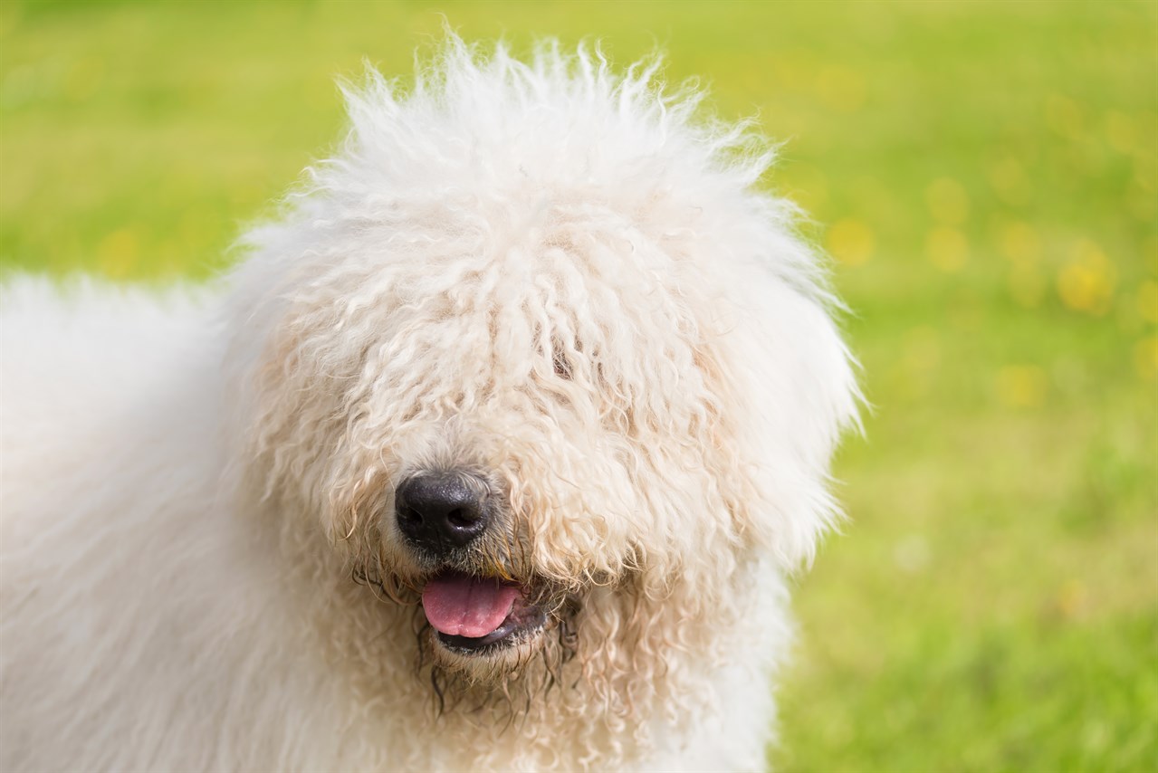 Close up view of Komondor Puppy face smiling