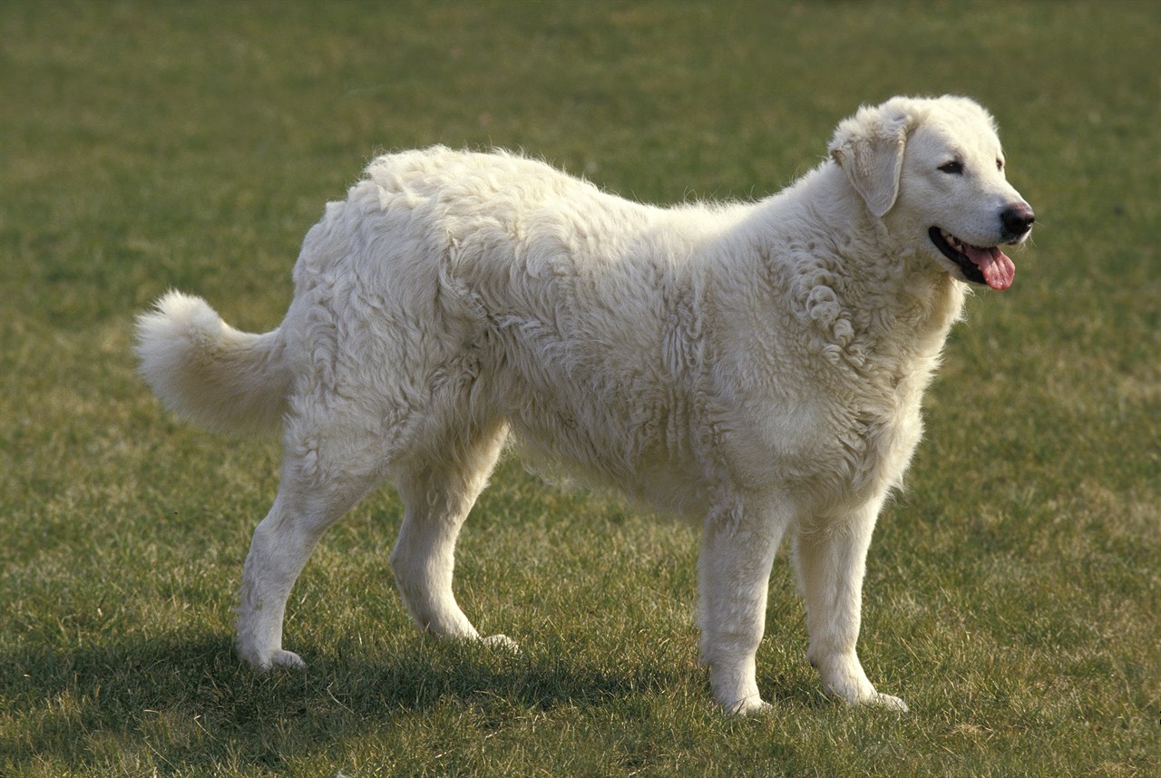 Side view of Kuvasz Dog standing on green grass filed smiling