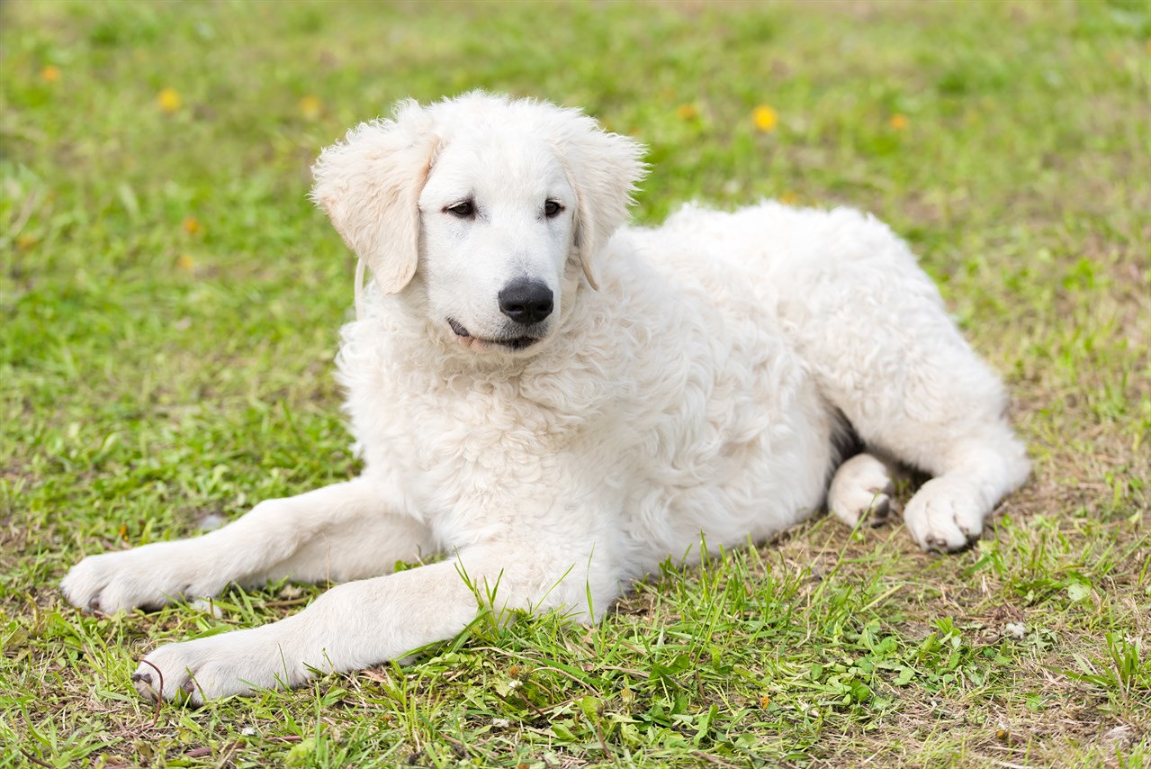 Kuvasz Dog sitting on patchy grass looking away from camera