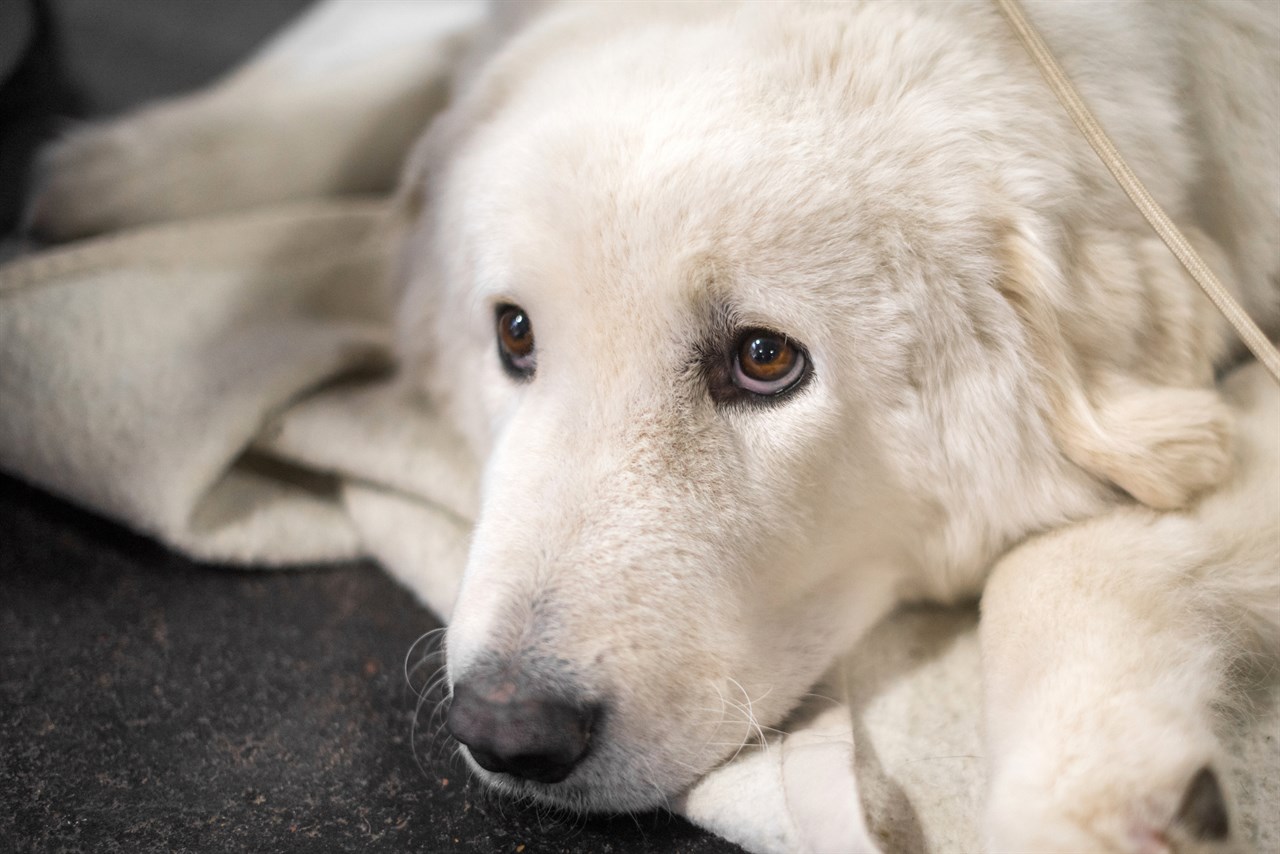 Closed up view of Kuvasz Puppy face hugging a blanket