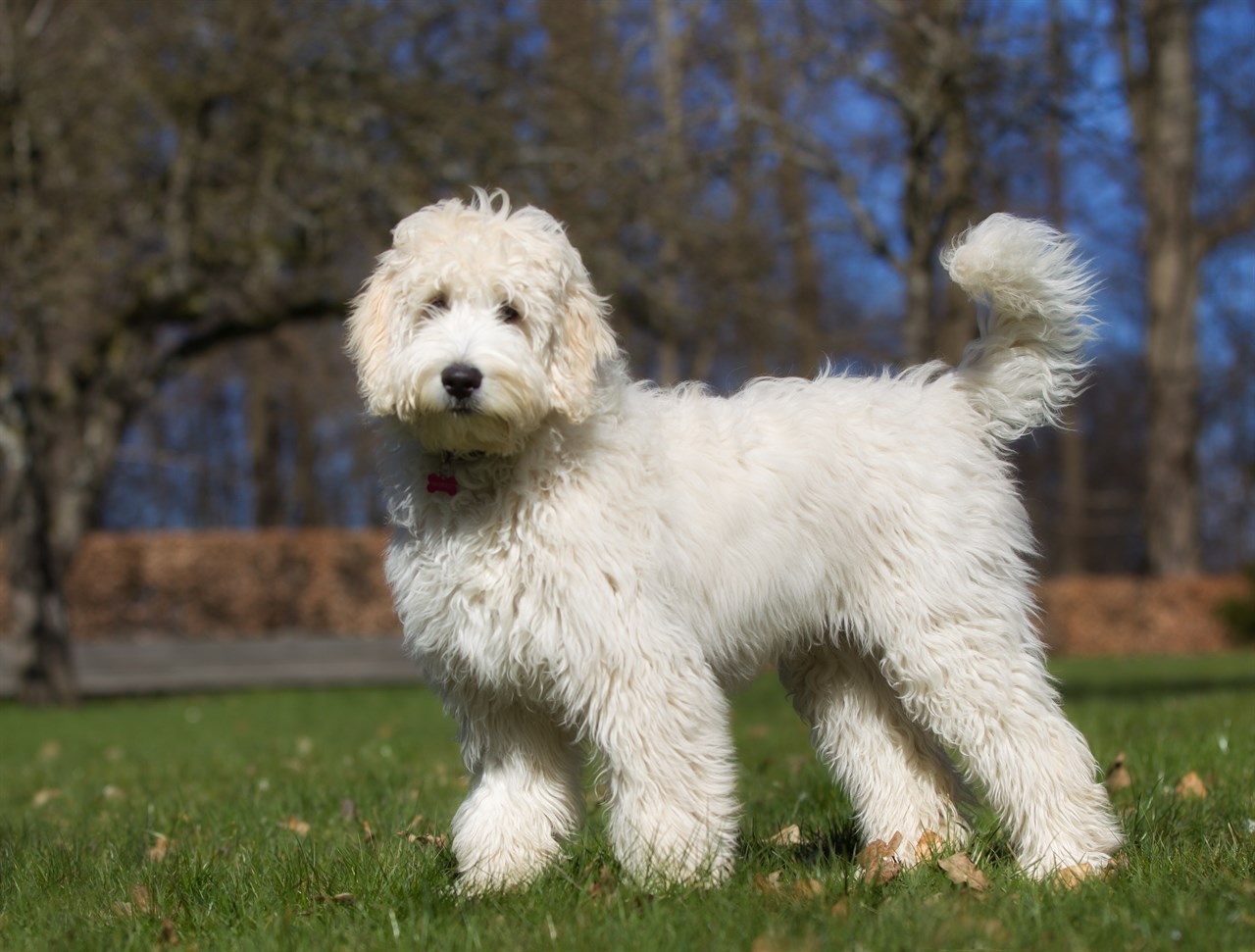 White Labradoodle Dog standing near woods looking at camera