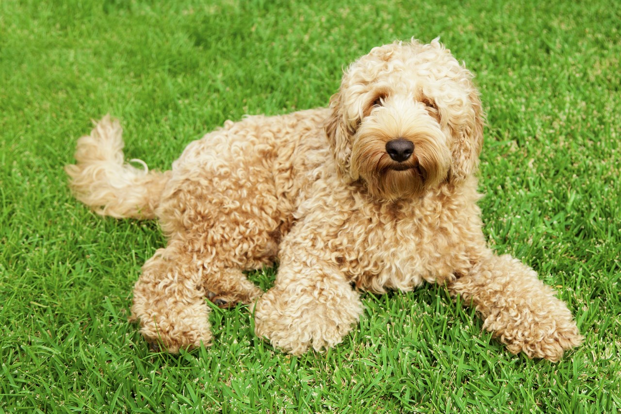 Light brown Labradoodle Dog looking up at camera lying on green grass