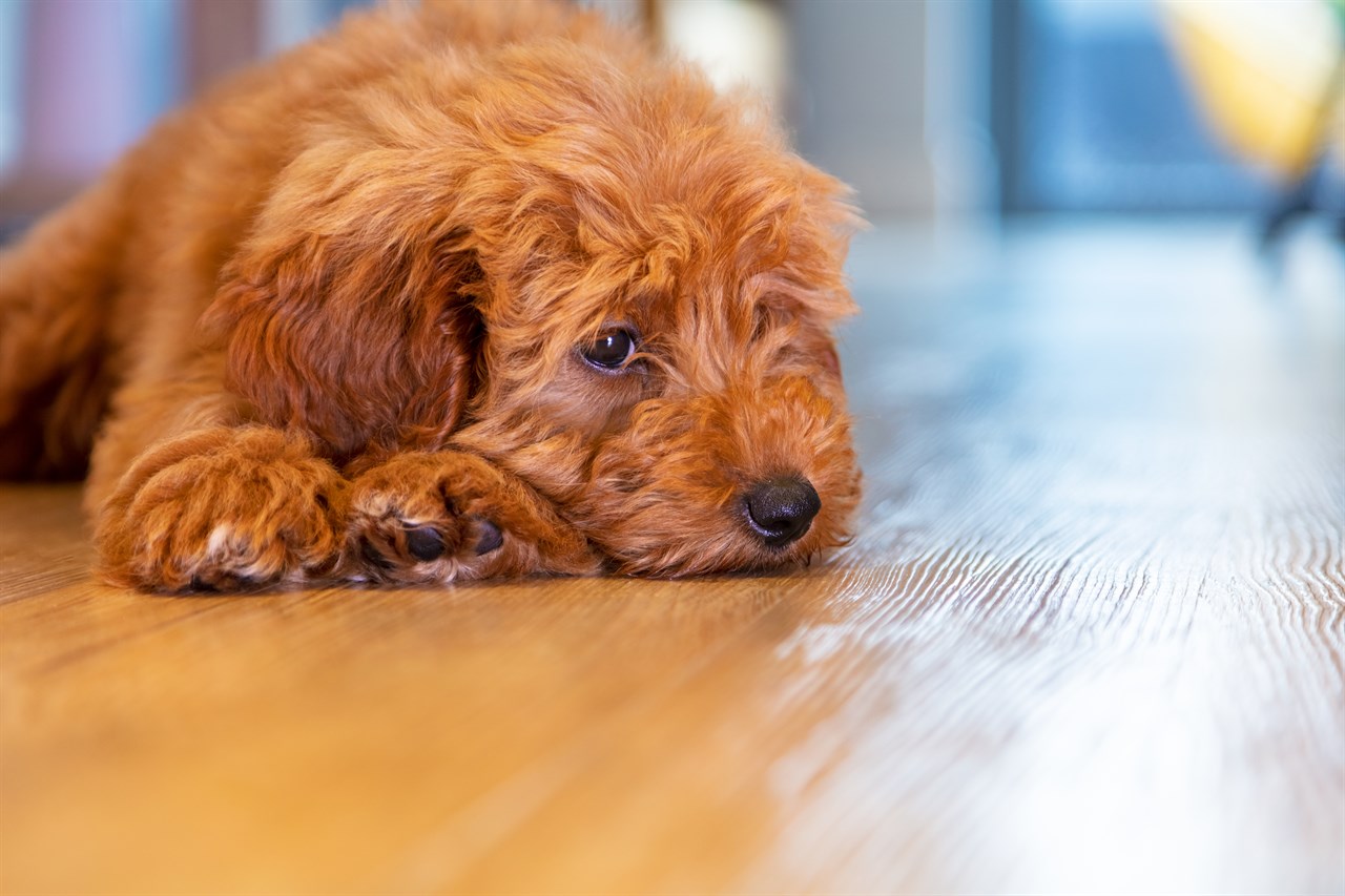 Brown Labradoodle lying inside a house on hardwood floor