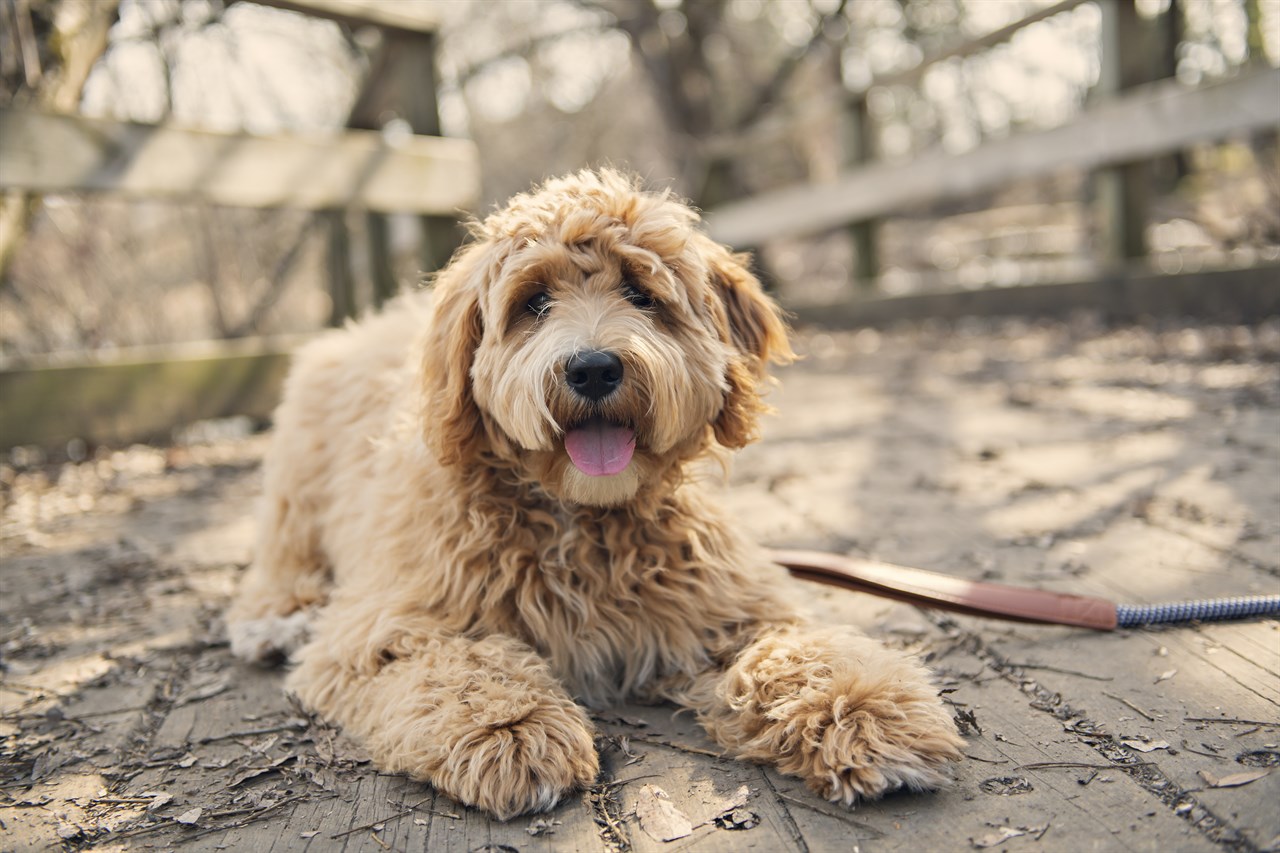 Labradoodle Dog sitting on wood walking brige smiling at camera