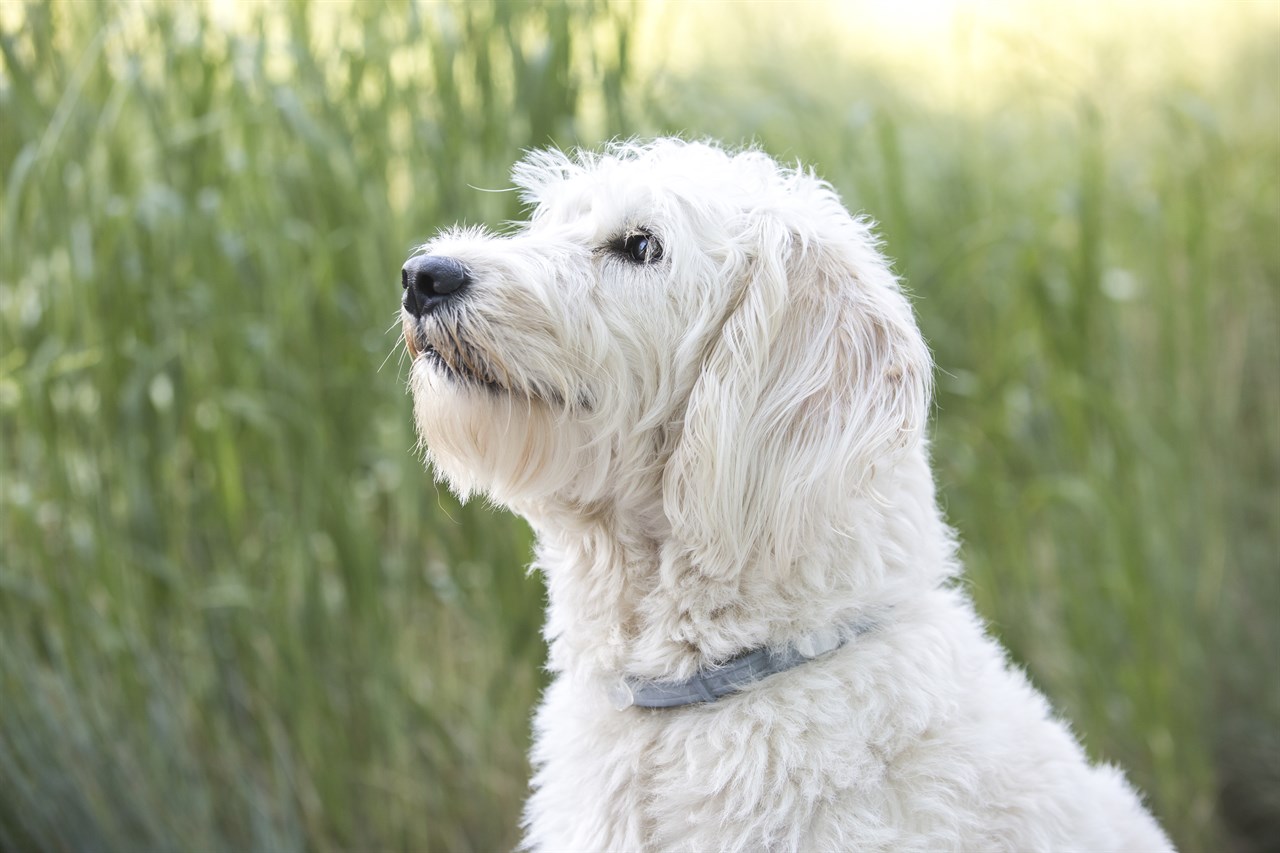 Close up view of white Labradoodle Dog face