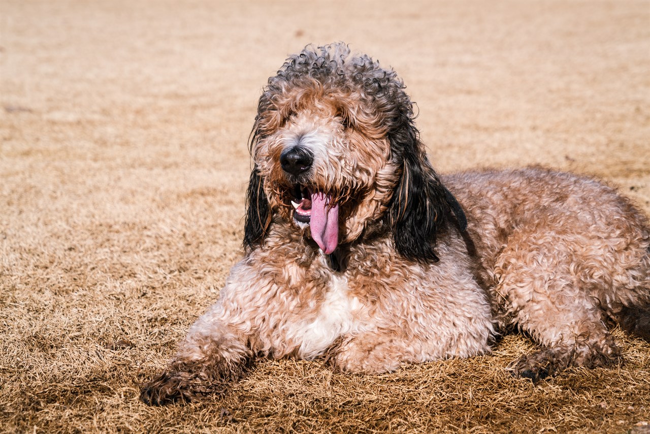 Labradoodle Dog sitting on dry field smiling with tongue out