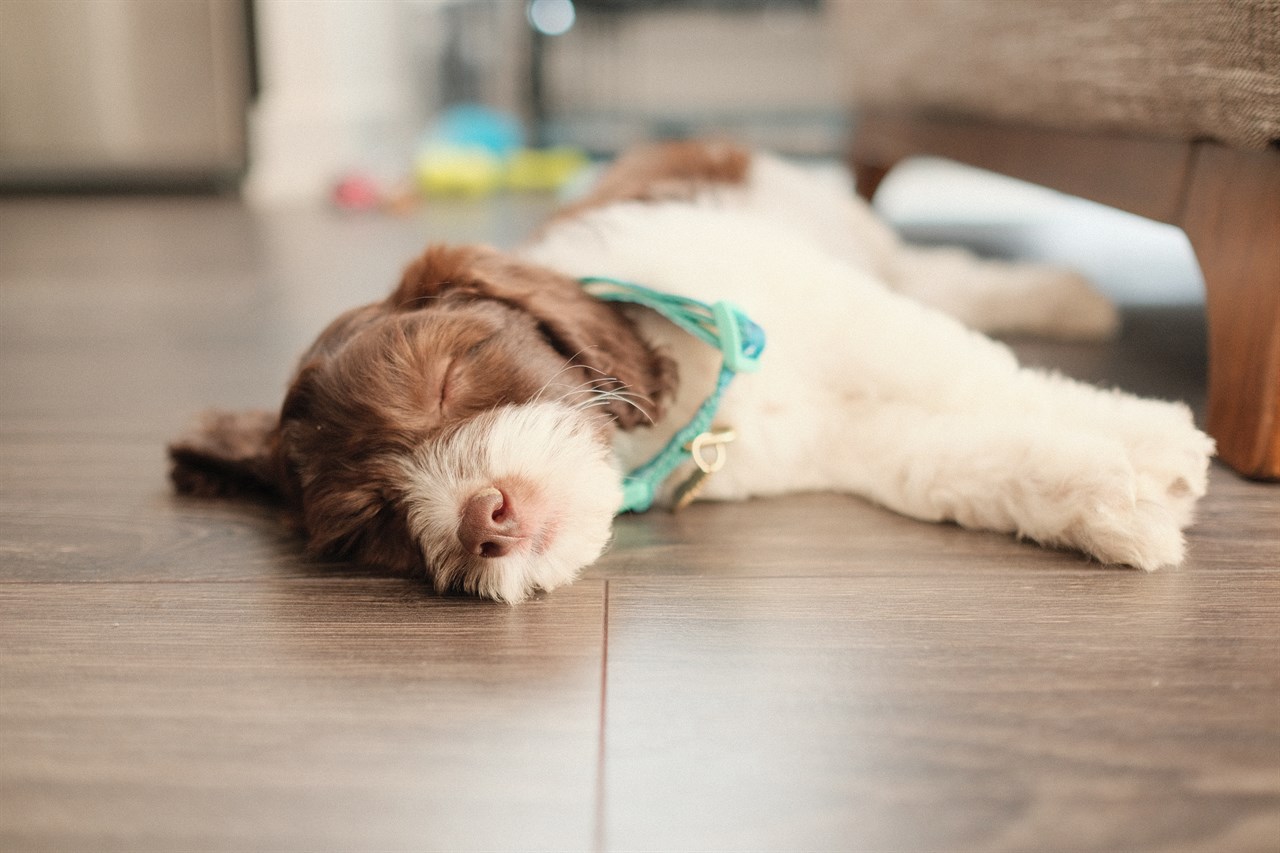 Labradoodle Puppy sleeping sideway on hardwood floor indoor