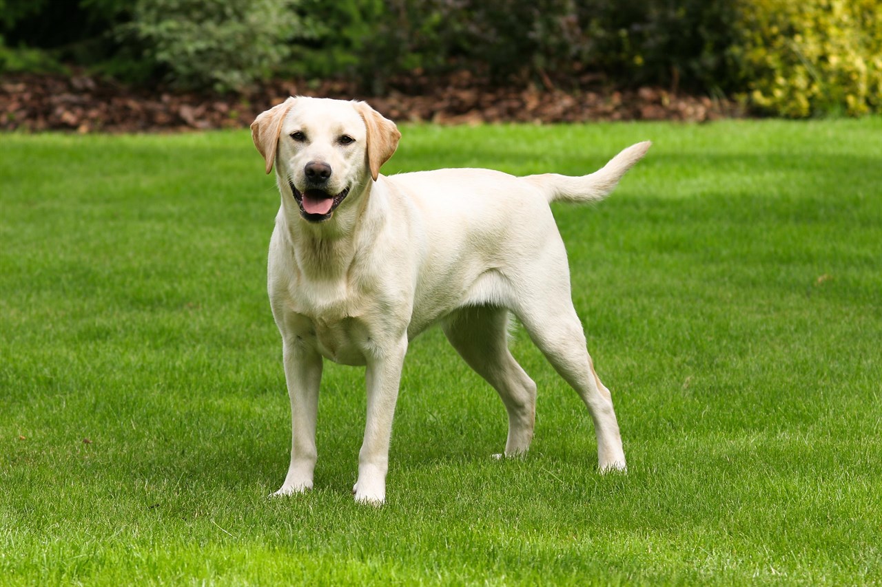 Labrador Retriever Dog smiling wide towards the camera on beautiful green grass