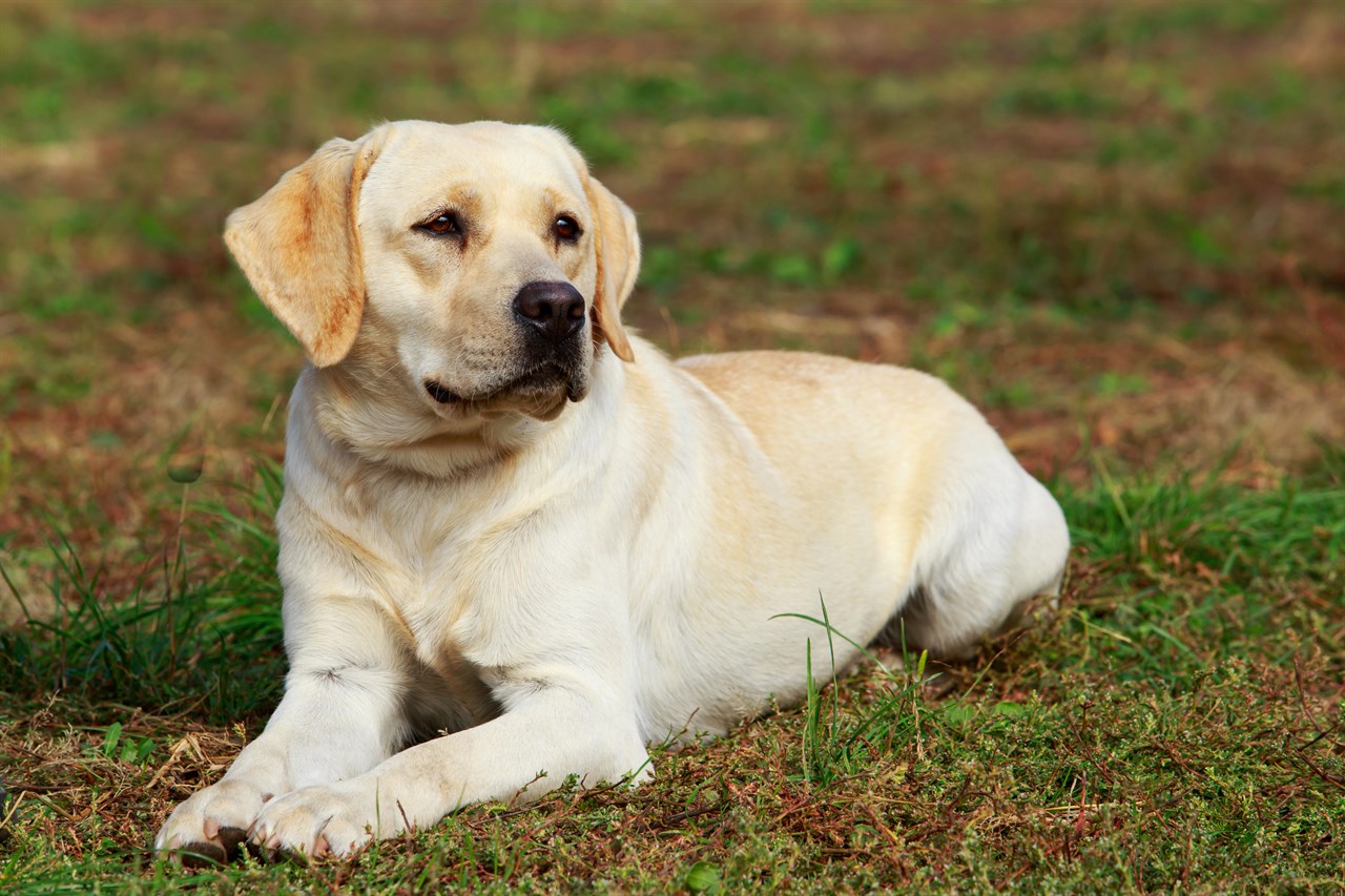 Labrador Retriever Dog sitting on patchy grass looking away from camera