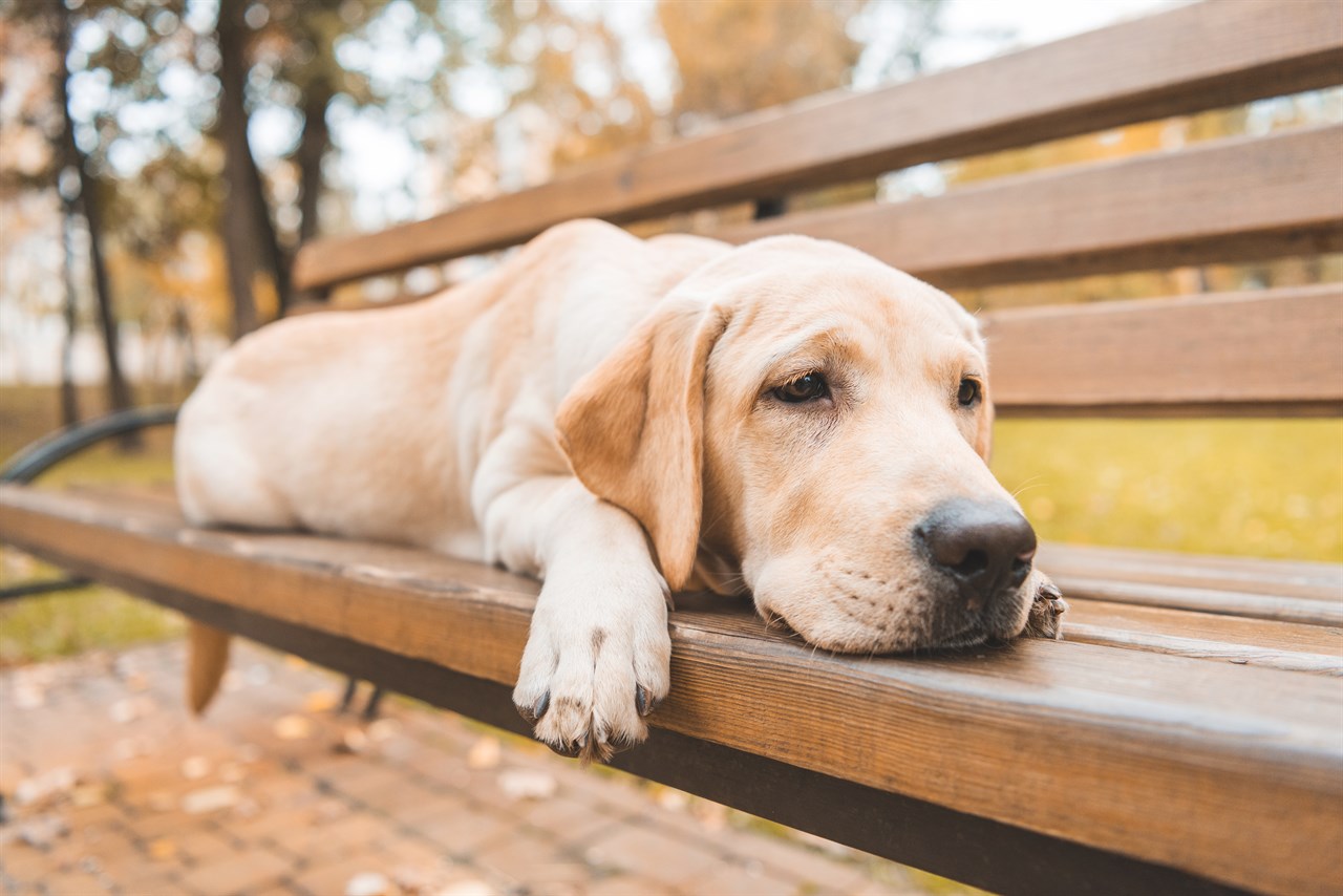 Labrador Retriever lying down on park bench during autumn season