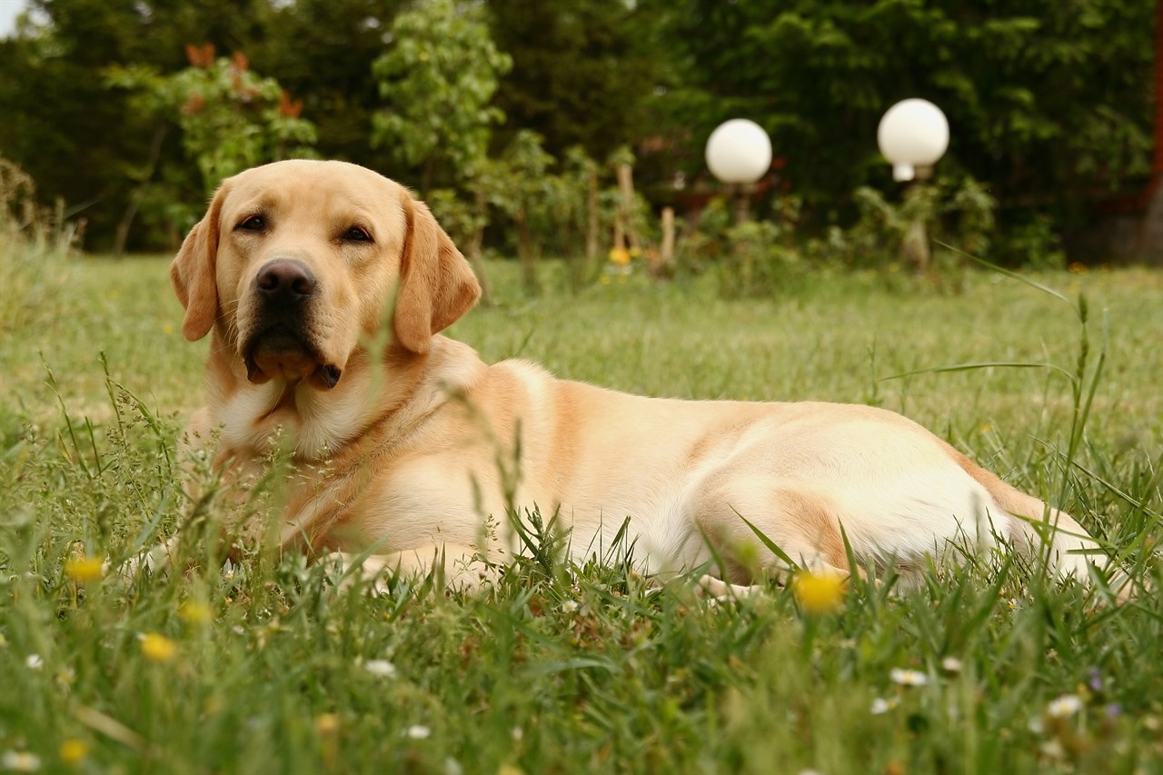 Labrador Retriever lying down on flower covered grass looking towards camera