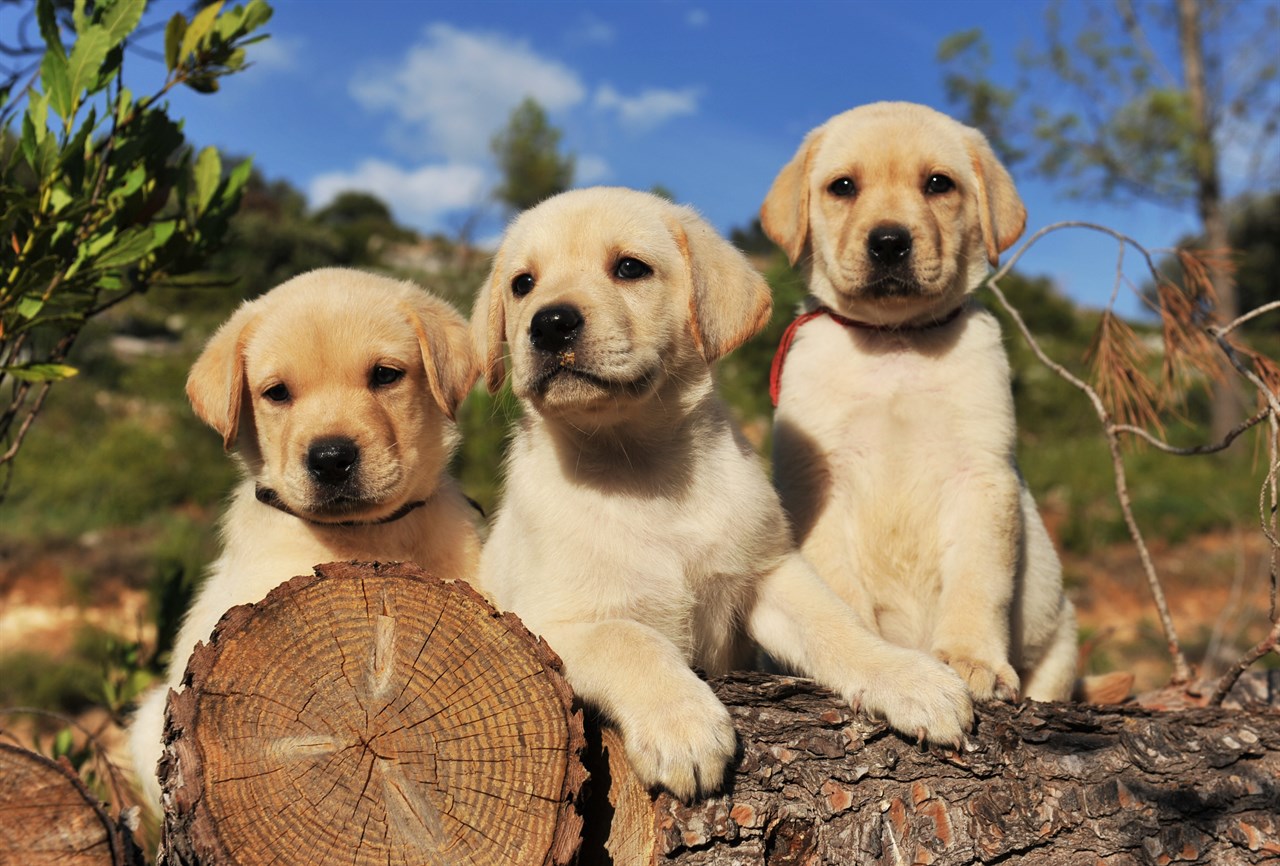 Three adorable Labrador Retriever Puppy standing on tree log