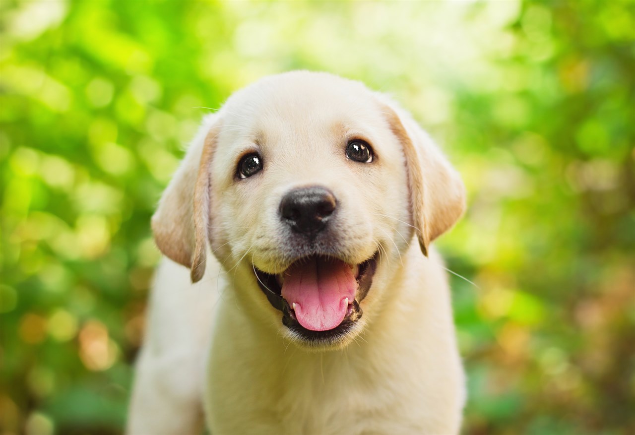 Cute Labrador Retriever Puppy smiling wide towards camera