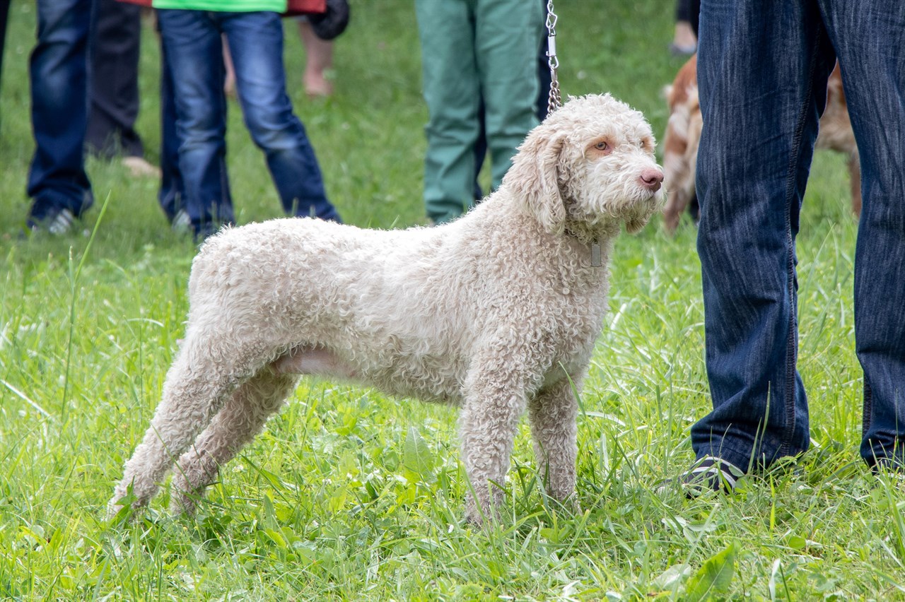 White Lagotto Romagnolo Dog standing next to owner