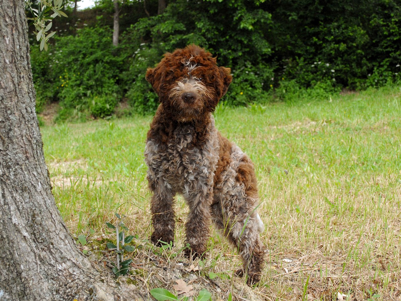 Brown Lagotto Romagnolo Dog standing next to a tree looking at camera